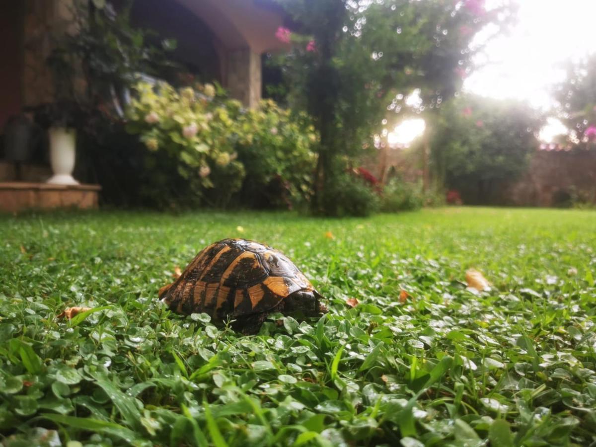 Villa Melograno موستار المظهر الخارجي الصورة